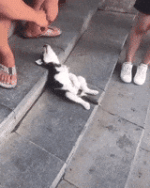 200.gif 200.gif