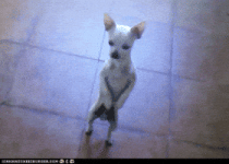 200.gif 200.gif