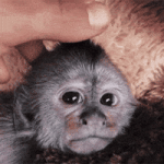 200.gif
