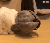 200.gif