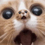 200.gif 200.gif