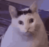bruh-meme.gif