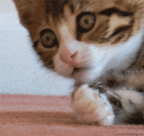 200.gif 200.gif