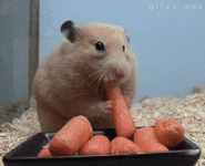 200.gif