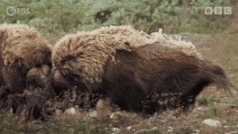 200.gif 200.gif