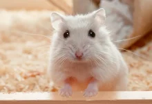 hamster-540188.webp