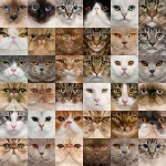 36-cat-heads-18813032.webp