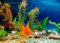 best-pet-fish-cat.webp