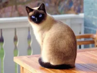 siamese-cat-cover.webp