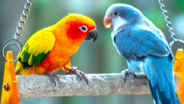 Most-Popular-Pet-Birds.webp