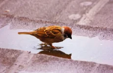 EurasianTreeSparrow2.webp