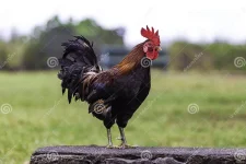 feral-marans-roster-wall-near-banzai-pipeline-north-shore-oahu-hawaii-feral-marans-rooster-wa...webp