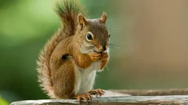 images (20).webp