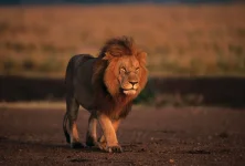 lion-Kenya-Masai-Mara-National-Reserve.webp
