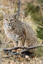 bobcat.webp