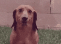 200.gif 200.gif