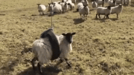 200.gif