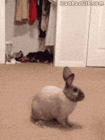 200.gif
