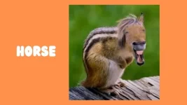 Guess-the-hybrid-animal-part-2-pptx-11-638.webp