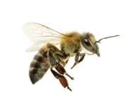 360_F_39449496_Oa7hKIb8ecwjr2ecLldY7BsL5mnZ8sgM.webp