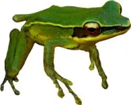 images.webp