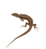 wall-lizard.webp