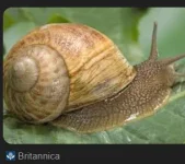 1734190293952.webp