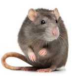 rat.webp