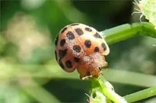Untitled.webp