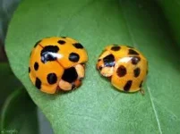 Untitled.webp