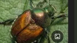 1734191214597.webp