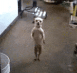 200.gif 200.gif