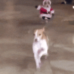 200.gif 200.gif