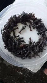 crays.jpg