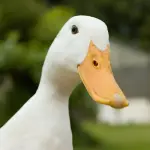 1737085907972.webp 1737085907972.webp