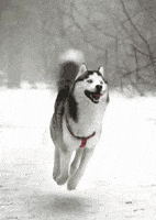 200.gif