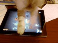 200.gif 200.gif
