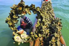 Talaba.webp Talaba.webp