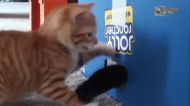 1739129532240.webp 1739129532240.webp