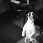 200.gif