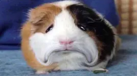 frowning-randy-v0-dsjcqcspk41a1.webp