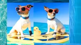 6445907_ad6d.webp