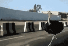 200.gif