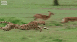 200.gif