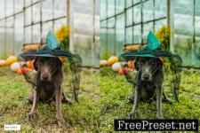 12-Halloween-Moody-Lightroom-Presets-3LBDWCT-8.jpg 12-Halloween-Moody-Lightroom-Presets-3LBDWCT-8.jpg