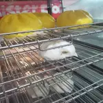 FB_IMG_337491048229795831.webp