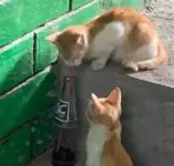 1745408575752.webp