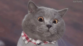 200.gif