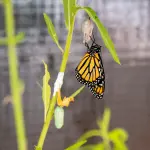 20230424-D600-0651-Enhanced-NR.webp 20230424-D600-0651-Enhanced-NR.webp