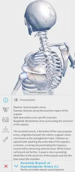 visual anatomy (2).webp